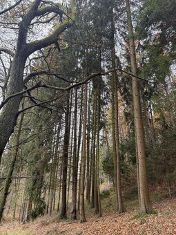 Prodám lesní pozemky v k.ú. Střemeníčko - 13