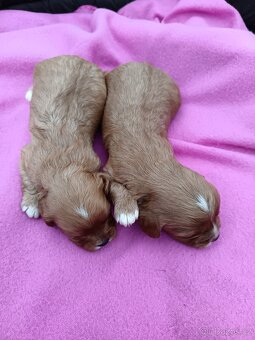 Cavapo, kavapo, cavapoo - 13