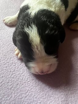 🐾 Štěňátka Landseera s výstavními i pracovními předpoklady - 13
