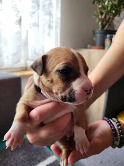 Americký stafordšírský teriér s PP - 13