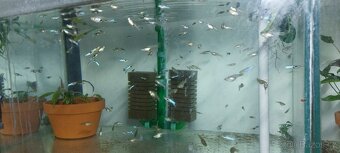 Guppy full red albino - 13