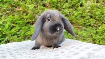 Zakrslý beránek, králíček, králík - PATRICIE - 13