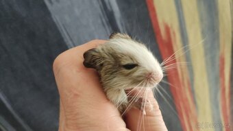 osmáčata osmák degu, myšáci - 13
