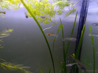 Akvarijní rostliny, akvarijní rybičky - Vsetín - 13