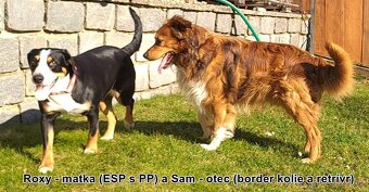Entlebušský salašnický pes s PP s křížencem border kolie + r - 13