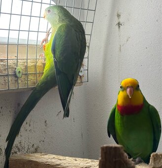 Pár papoušek nádherný - 13