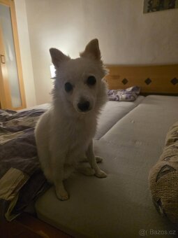 TV LG OLED55C9 titanium - 13