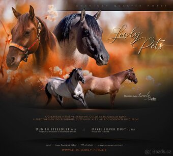 Grullo klisna American Quarter Horse v typu bull - 13