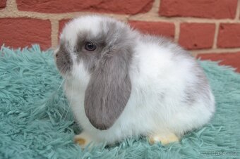 MINILOP mláďata k okamžitému odběru - 13