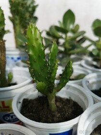 Sukulenty. kaktusy, tlustice, sansevierie, pokojové rostliny - 13