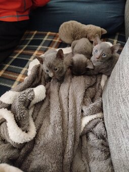 Cornish rex koťátka bez PP - 13