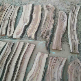 švestka fošny 4cm silné,vhodné do pryskyřice a na dekoraci - 13