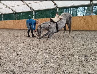 Lusitano - exkluzivní valach - 13