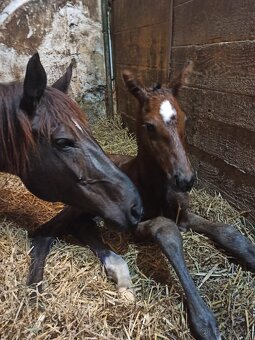 Mladý valach ČT - 13