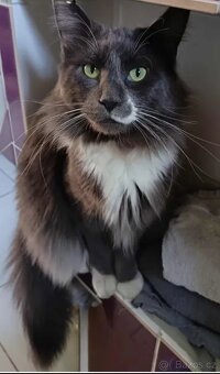 Koťata mainská mívalý - 13