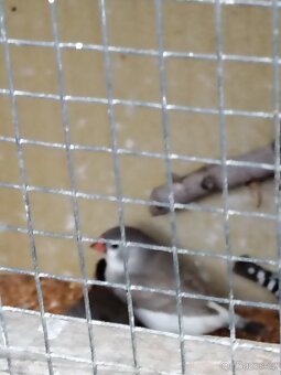 Andulky 739310328 - 13