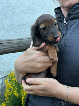 Šťěňátka Jezevčíka trpasličí/kraličí dlouhosrstá - 13