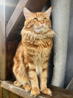 Mainska myvali kotata s PP - 13