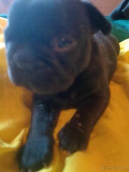 Francouzský buldoček štěňata - 13