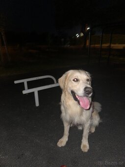 Zlatý retrívr ke krytí bez pp - 13