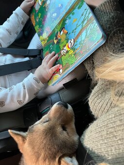 Štěňátko Shiba inu s PP - 13