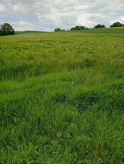 Pole, orná půda, k pronajmutí, do pachtu za naturálie. - 13