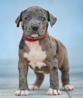 American bully xl, pitbull xxl - 13