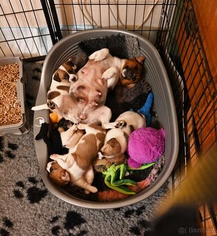 Jack Russell terier s PP - 13