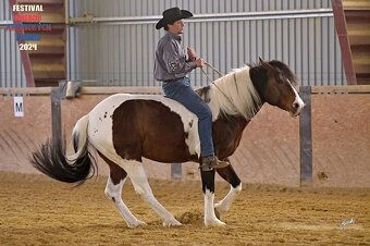 Fantastic Dj Valentin -připouštění homozygotní APH plemeník - 13