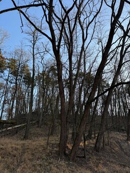 Prodám lesní pozemky v k.ú. Radouň - 13