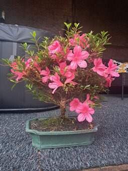 Bonsaj,Bonsai - 13