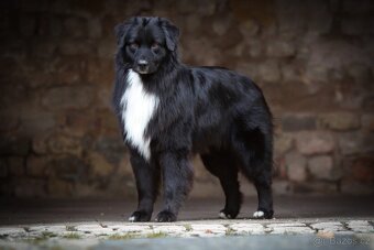 Australských ovčák s PP - 13