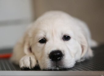 Zlatý Retrívr - 13