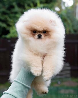 Pomeranian s PP FCI - 13