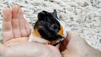 Morče, Morčata, Morčátko, Morčátka -JUSTÝNA A JESSIE - 13