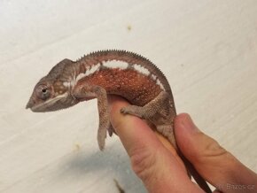 Chameleon pardáli Nosy be - 13