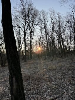 Prodám lesní pozemek v katastrálním území Radouň - 13