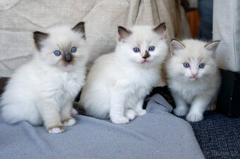 Hebká koťátka Ragdoll - odběr polovina června - 13