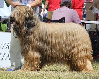 PLAVÁ ŠTĚŇÁTKA BRIARDŮ - 13