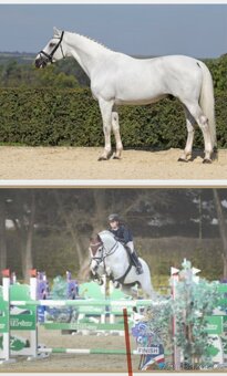 Prodáme 1,5 letou klisnu Českého teplokrevníka, ČT - 13