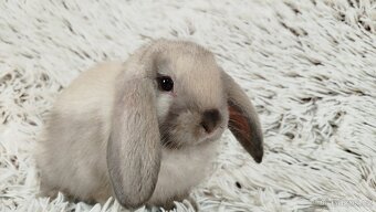 Zakrslý beránek, králíček, králík - REY - 13