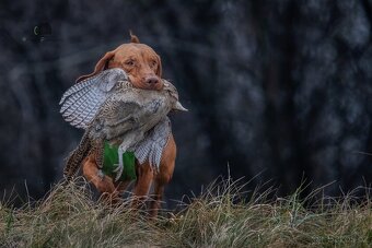 Maďarský ohař s PP - 13