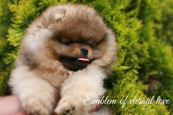 Pomeranian FCI - 13