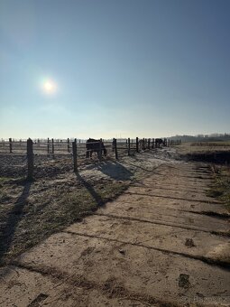 Ustájení koní - box - 13