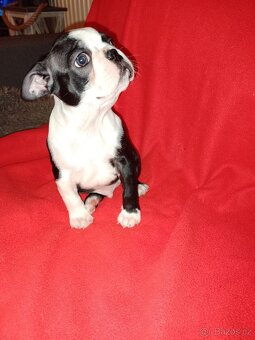Bostonský teriér s PP FCI - 13