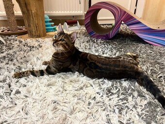 Bengálská kočka - 13