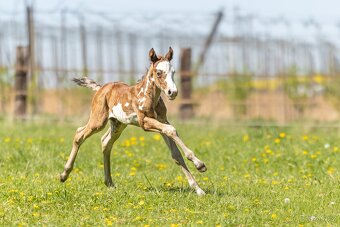 Připouštění APH - 13