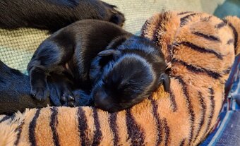 Flat Coated Retriever - štěňátka s PP + možnost lekcí zdarma - 13