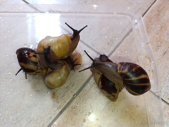 Archachatina marginata candefacta Cameroon - 13