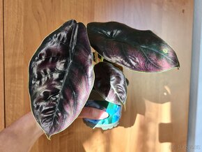 Alocasia, philodendron, syngonium, monstera a další - 13